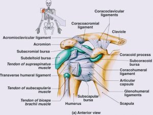 Rotator Cuff Tendinopathy 101 - Mitcham Rehab